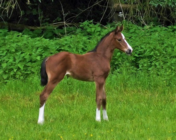 foal by SF v. Cascadello (Hanoverian, 2025, from Cascadello)