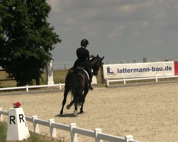 Reitturnier Dresden Gompitz 2025