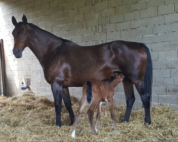 broodmare Sunshine (Oldenburg, 2002, from Landor S)