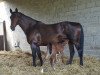 broodmare Sunshine (Oldenburg, 2002, from Landor S)