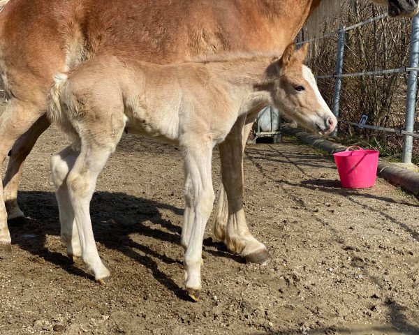 Pferd Walzerstern (Haflinger, 2021, von Walzertraum)