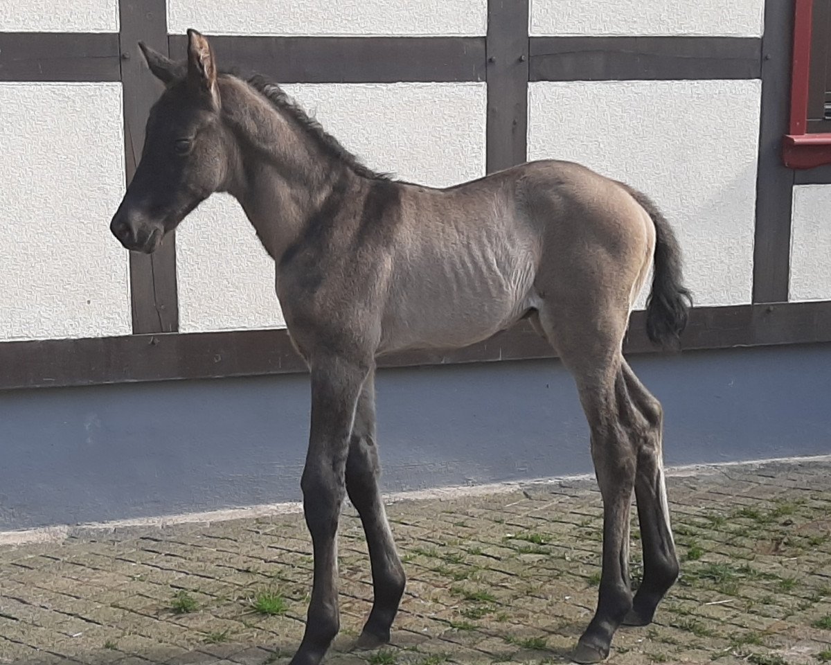 dressage horse Manfredo Weissena (Oldenburg, 2020, from Morricone)