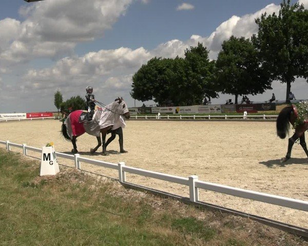 Reitturnier Dresden Gompitz 2025