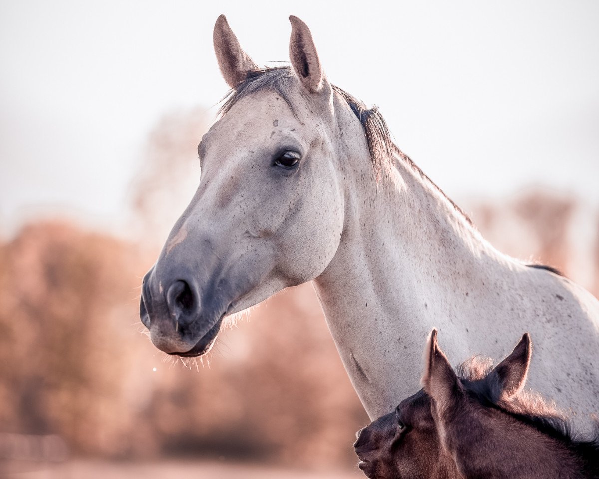 broodmare Indira Weissena (Oldenburg, 2010, from Desperados FRH)