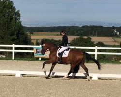 dressage horse Diamond Donaldo D (Hanoverian, 2011, from D-Online)