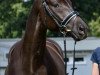 dressage horse Salinger (Oldenburg, 2009, from San Amour I)