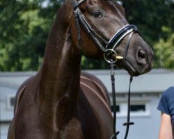 dressage horse Salinger (Oldenburg, 2009, from San Amour I)