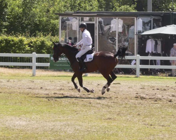 Reitturnier Aach 2025