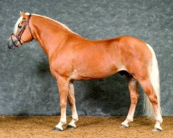 stallion Stavarin (Austrian Warmblood, 2006, from Straden)