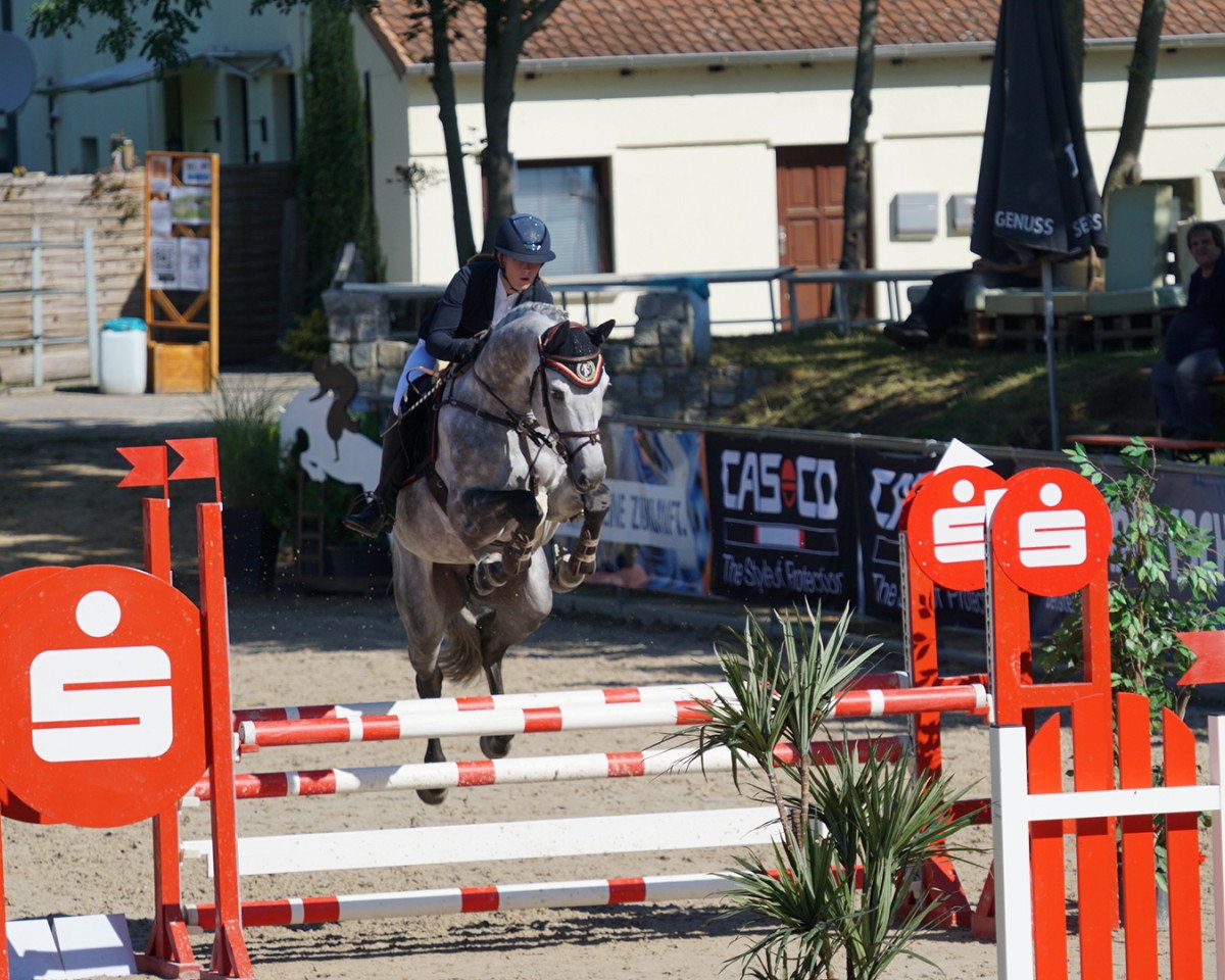 jumper Happy-Man (Oldenburg show jumper, 2014, from Humphrey 61)