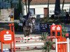 jumper Happy-Man (Oldenburg show jumper, 2014, from Humphrey 61)