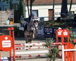 jumper Happy-Man (Oldenburg show jumper, 2014, from Humphrey 61)