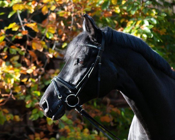 dressage horse Hotspot W (Westphalian, 2012, from Hochadel)