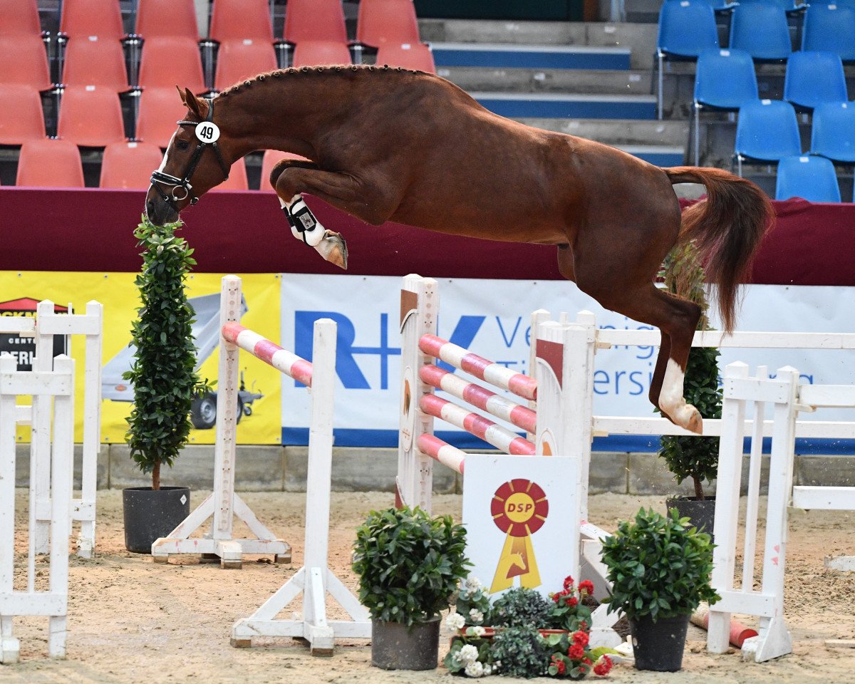 stallion KING GEORGE 28 (German Sport Horse, 2018, from Kasanova de La Pomme)