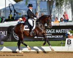 stallion Blanc Pain (Trakehner, 2005, from Peron junior)