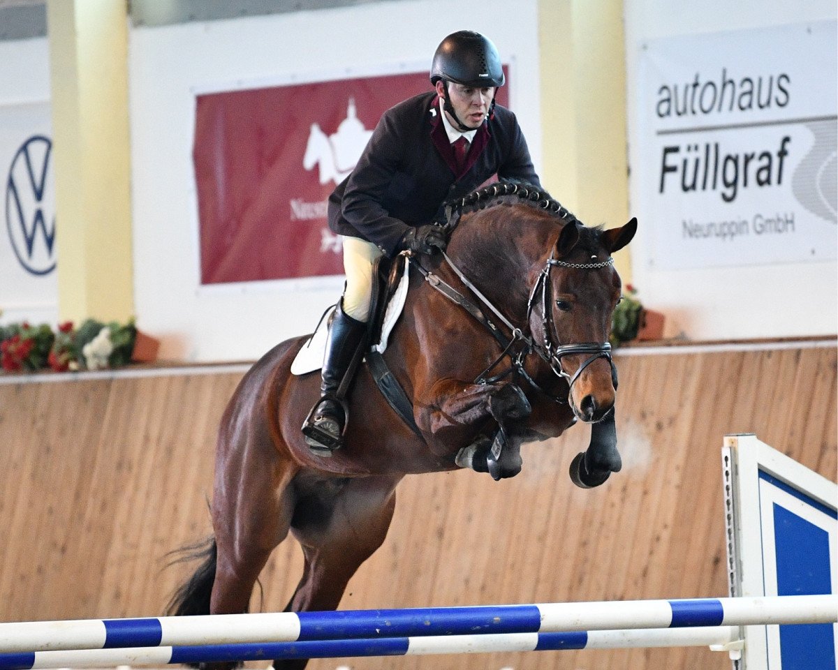 Deckhengst Lirano (Holsteiner, 2016, von Levisto Z)