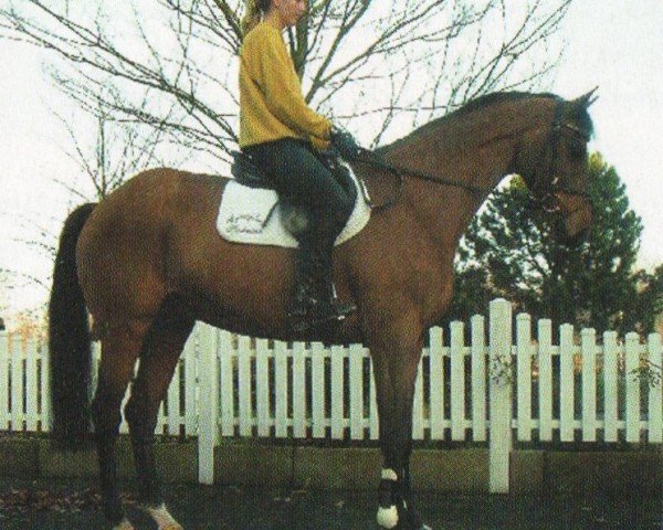 horse Carbonado 2 (Holsteiner, 1995, from Corofino I)