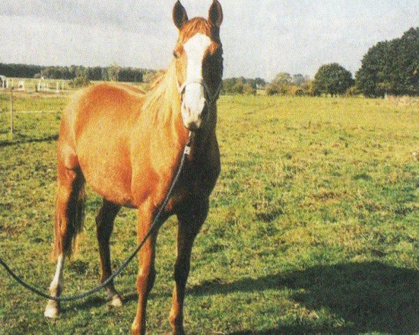 broodmare Sudden Cloud (Thoroughbred, 1994, from Astylos xx)