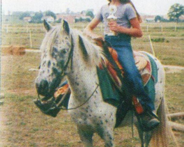 horse Nena (Knabstrupper, 1998, from Mads af Mesballe)