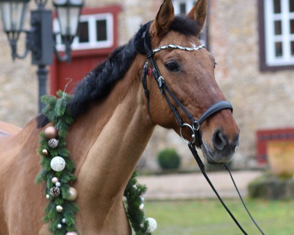 dressage horse Feine Liebe 2 (German Warmblood, 2010, from Fresh from the Coast)