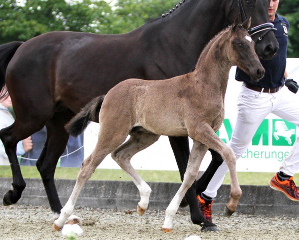 dressage horse Glücksmoment (German Riding Pony, 2017, from HET Golden Dream)