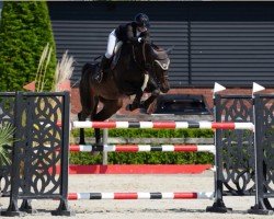 broodmare Conchagana PS (Hanoverian, 2013, from Contendros 2)