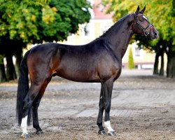 stallion Bela Bartok 6 (German Sport Horse, 2015, from Belantis)