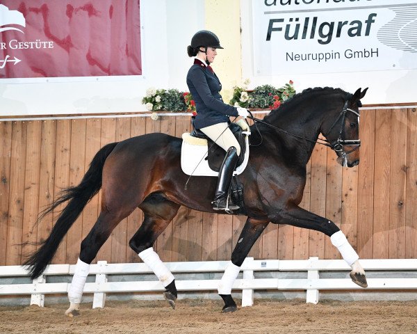 dressage horse Bela Bartok (German Sport Horse, 2015, from Belantis)