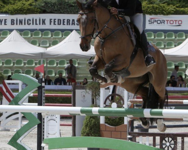 jumper Tequila Sunrise AV Z (unknown, 2016, from Tangelo van de Zuuthoeve)