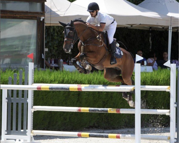 jumper Samuray Z (Zangersheide riding horse, 2016, from Sir Obolensky Z)