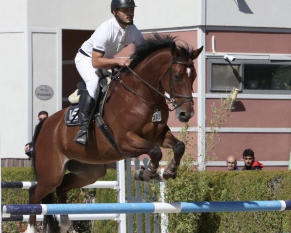 horse Big Tangelo K Z (Zangersheide riding horse, 2012, from Big Star Jr KZ)