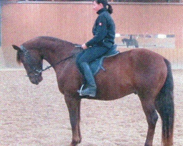dressage horse Davino 30 (Oldenburg, 2008, from Dartagnan)