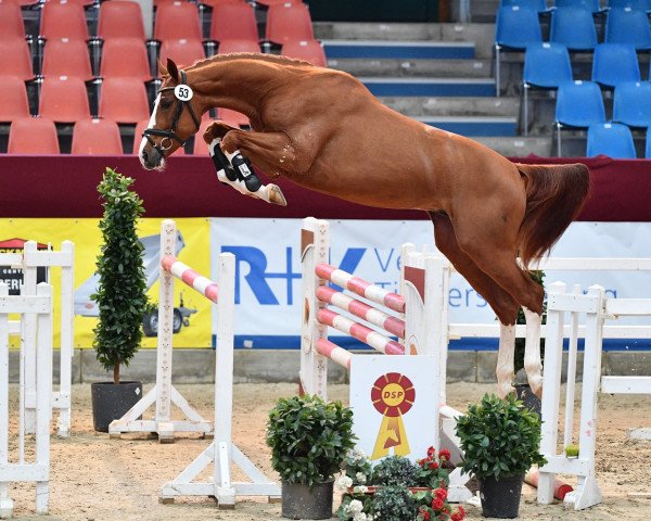 stallion DSP Oganero P (German Sport Horse, 2018, from Ogano Sitte)