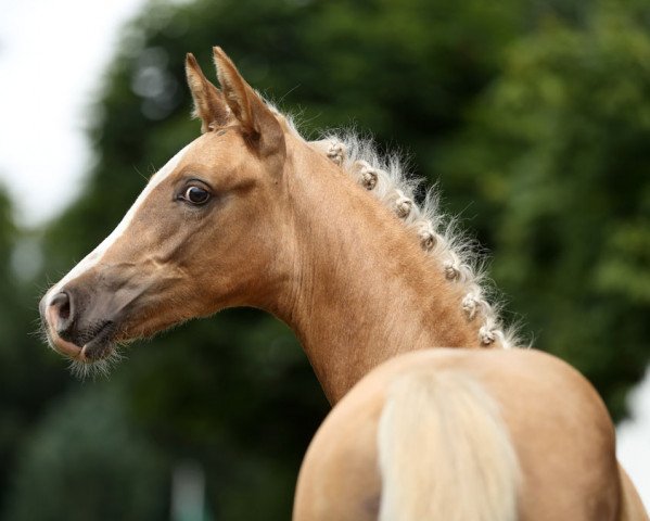 stallion Ninjago (German Riding Pony, 2017, from Fs Numero Uno)