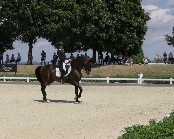 Reitturnier Dresden Gompitz 2025
