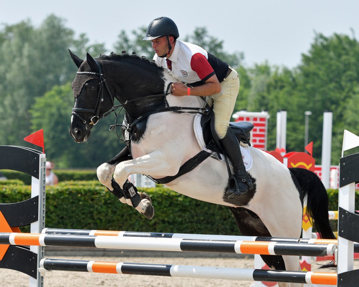 stallion Obi - Wan (Belgian Warmblood, 2014, from Elvis Ter Putte)