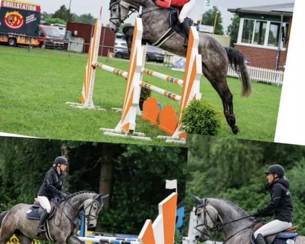 Springpferd Cornet's Camilla (Holsteiner, 2020, von Cornet's Quaprice)