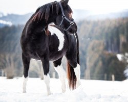 horse Miraya Al Shamal (Arabian thoroughbred, 2018)