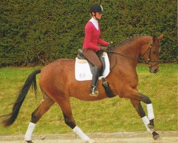 horse Königsbote 3 (Trakehner, 2008, from Kasimir TSF)