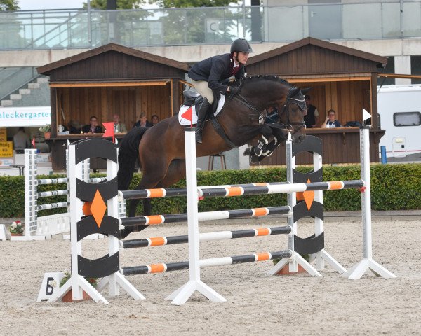 stallion Eulenspiegel (German Sport Horse, 2015, from Embassy II)