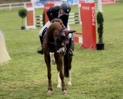 broodmare Fir-Le-Fanz (German Riding Pony, 2015, from Chicos Chameur)
