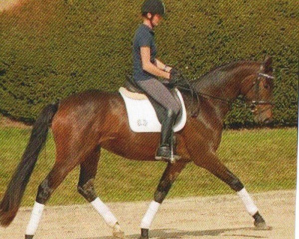 dressage horse Zauberkönig 3 (Trakehner, 2008, from Interconti)