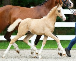 Dressurpferd Rheingolds Power Lady (Deutsches Reitpony, 2017, von Rheingold)