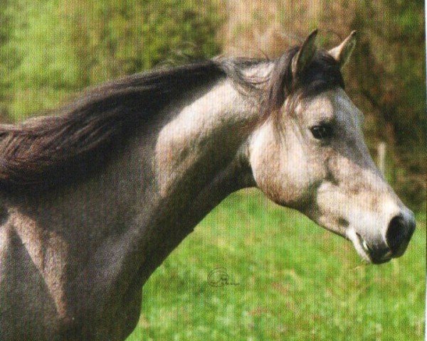 Pferd Inshal Alquamar (Araber, 2008, von Drago ox)