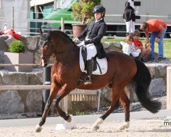 dressage horse Calisto 11 (Hanoverian, 2008, from Cassus 2)