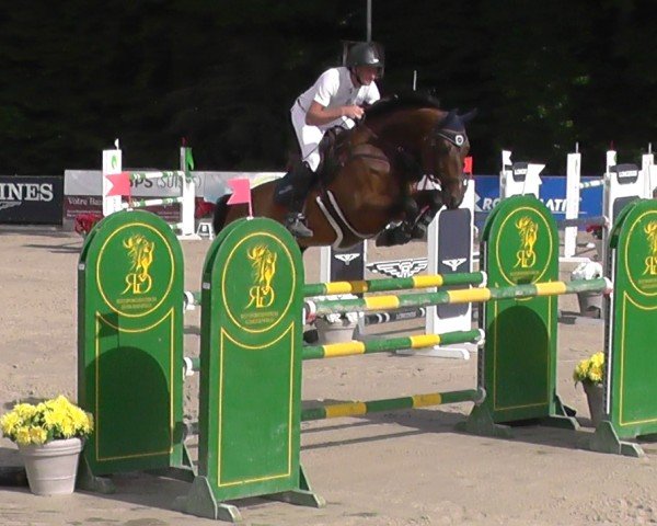 jumper Charly Blue CH (Swiss Warmblood, 2017, from Stolzenberg)