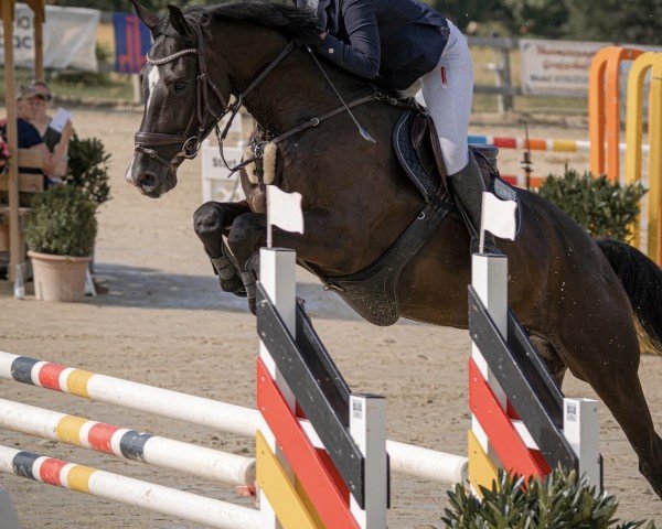 jumper Cadeau 67 (Rhinelander, 2018, from Coupe Gold)