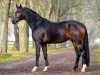 stallion Dantango (Westphalian, 2017, from Destano)