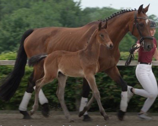 broodmare Noble Champ (Hanoverian, 2007, from Now Or Never M)