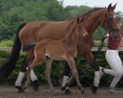 broodmare Noble Champ (Hanoverian, 2007, from Now Or Never M)